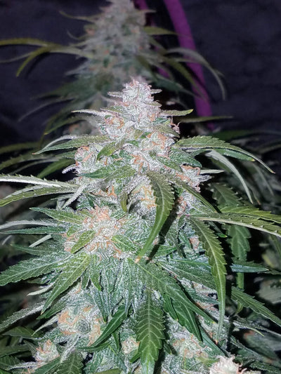 Pineapple Express