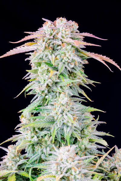 Afghan Kush Auto
