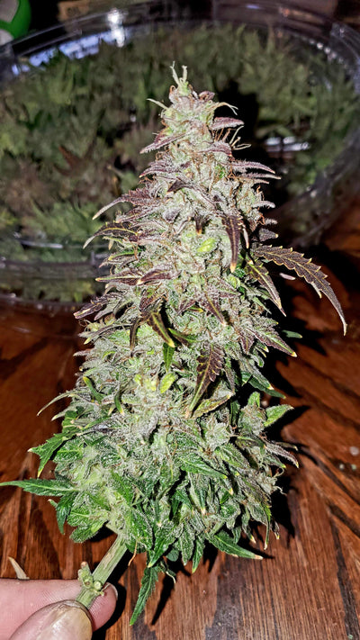 Skunk Auto