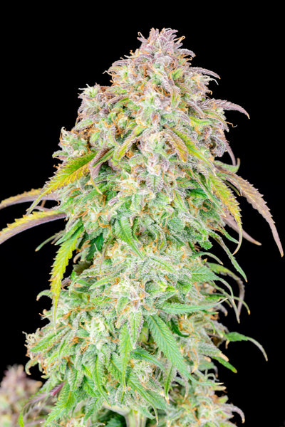 Blueberry Auto