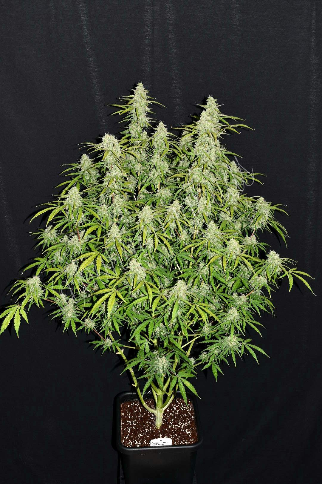 Green Crack