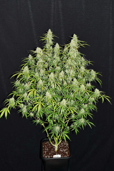Green Crack