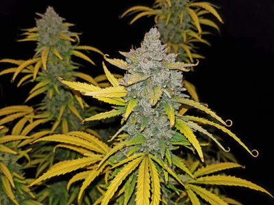 Blue Dream Matic