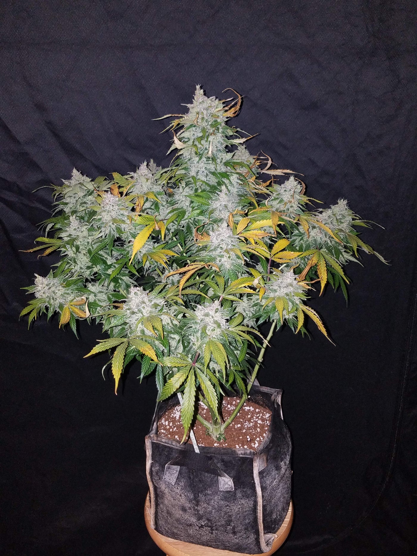 Stardawg