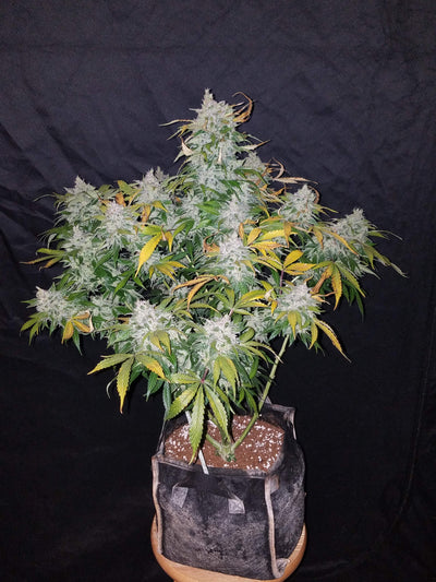 Stardawg