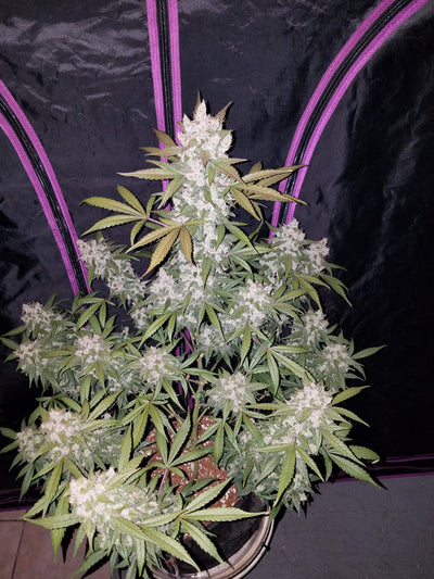 Girl Scout Cookies