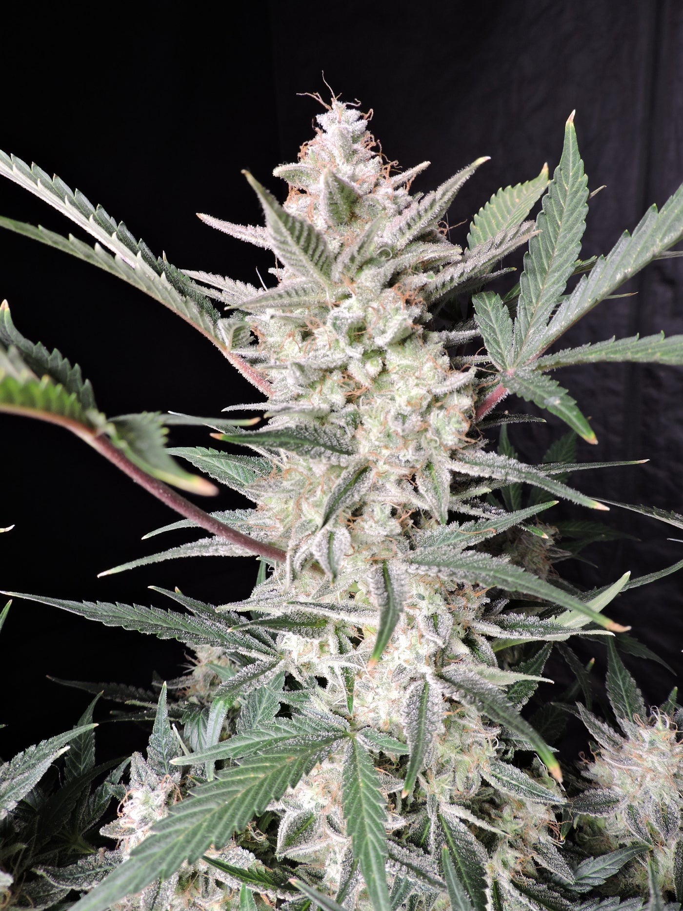 Strawberry Gorilla