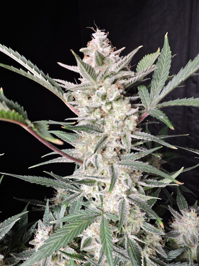Strawberry Gorilla