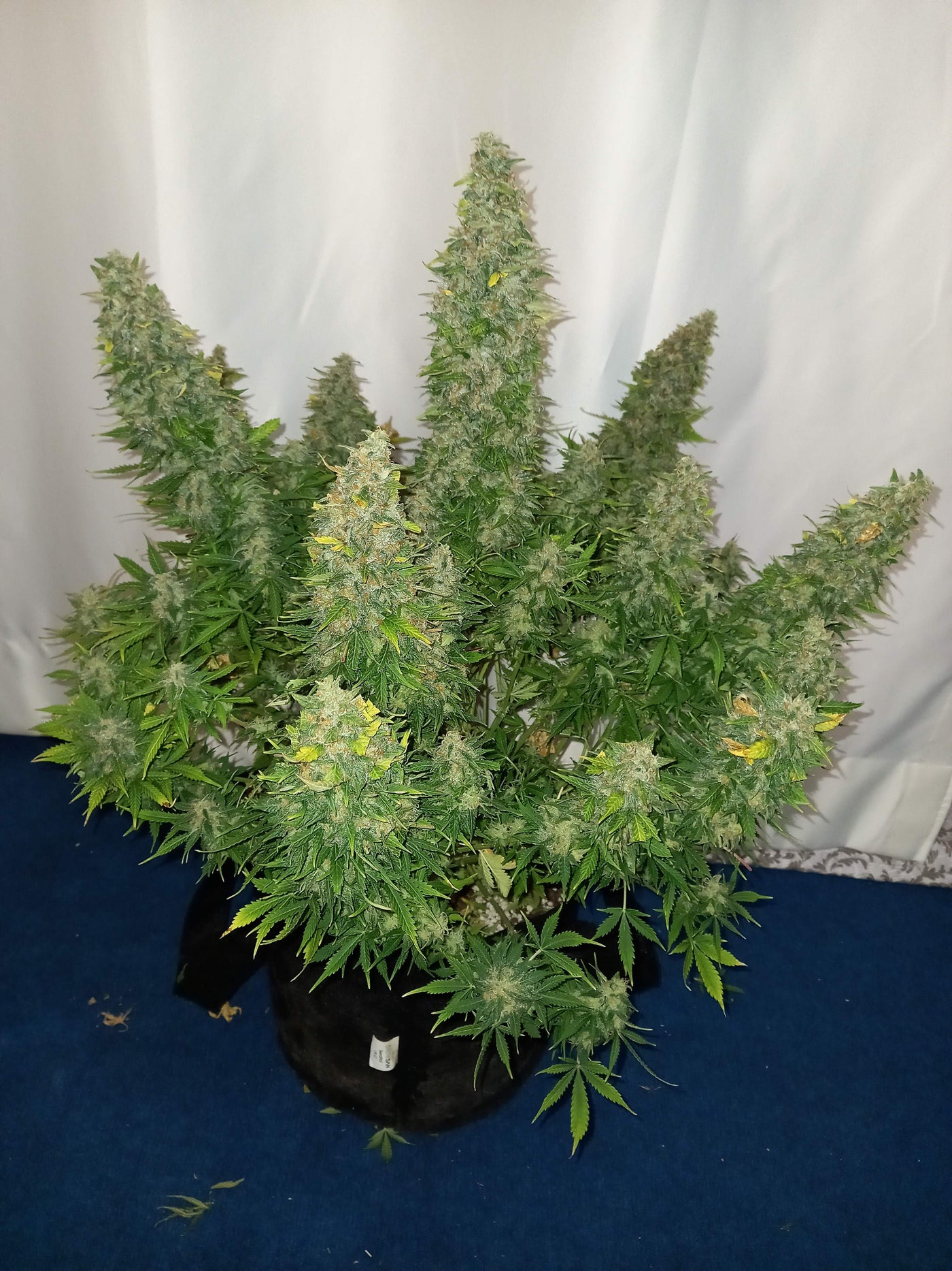 Sour Diesel Auto