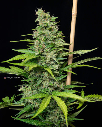 Orange sherbet