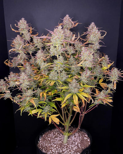 Purple Punch