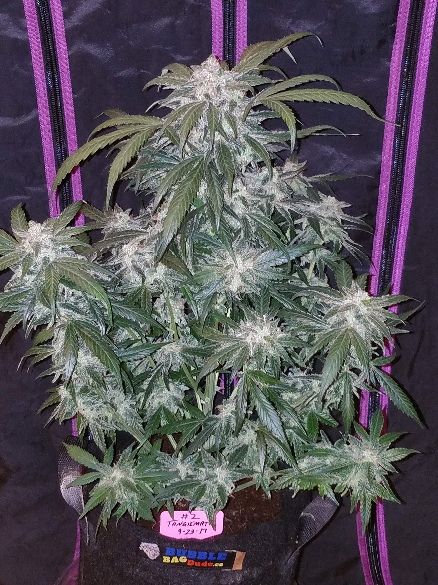 Tangie Matic