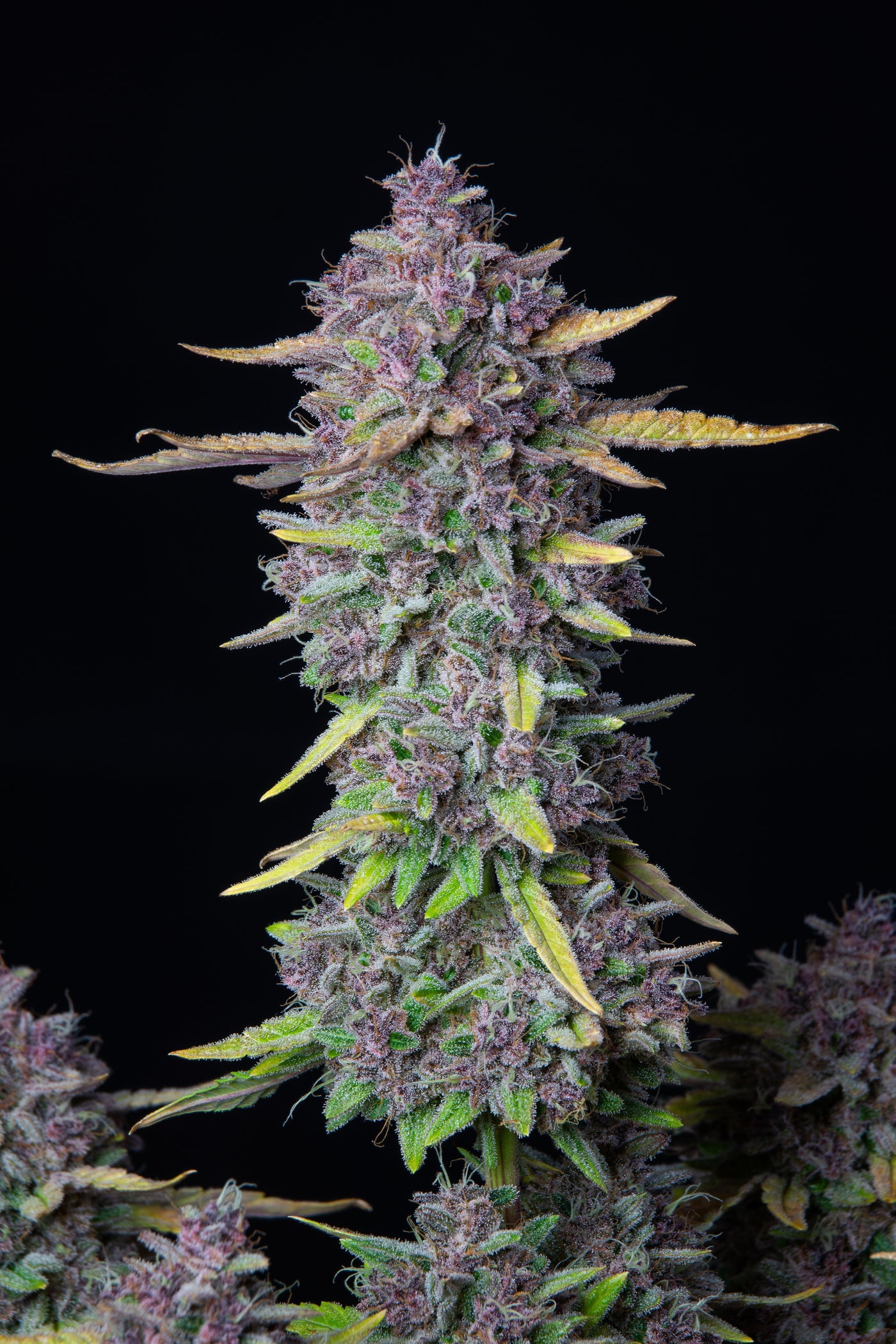 Purple Punch