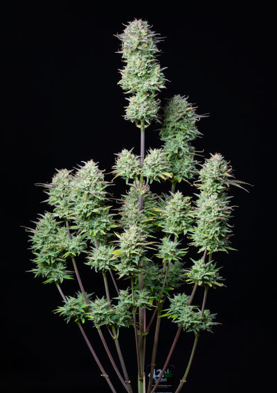 Kosher Cake Auto