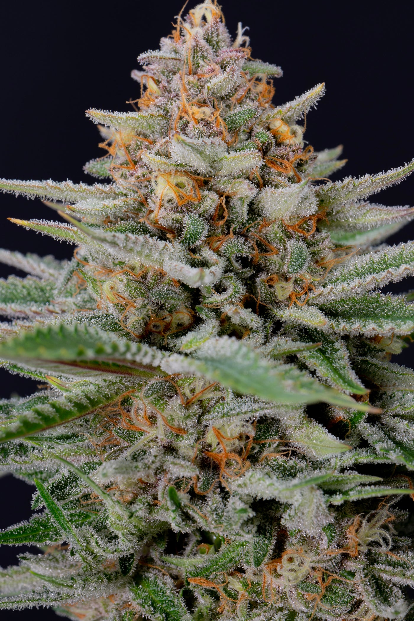 Strawberry Pie