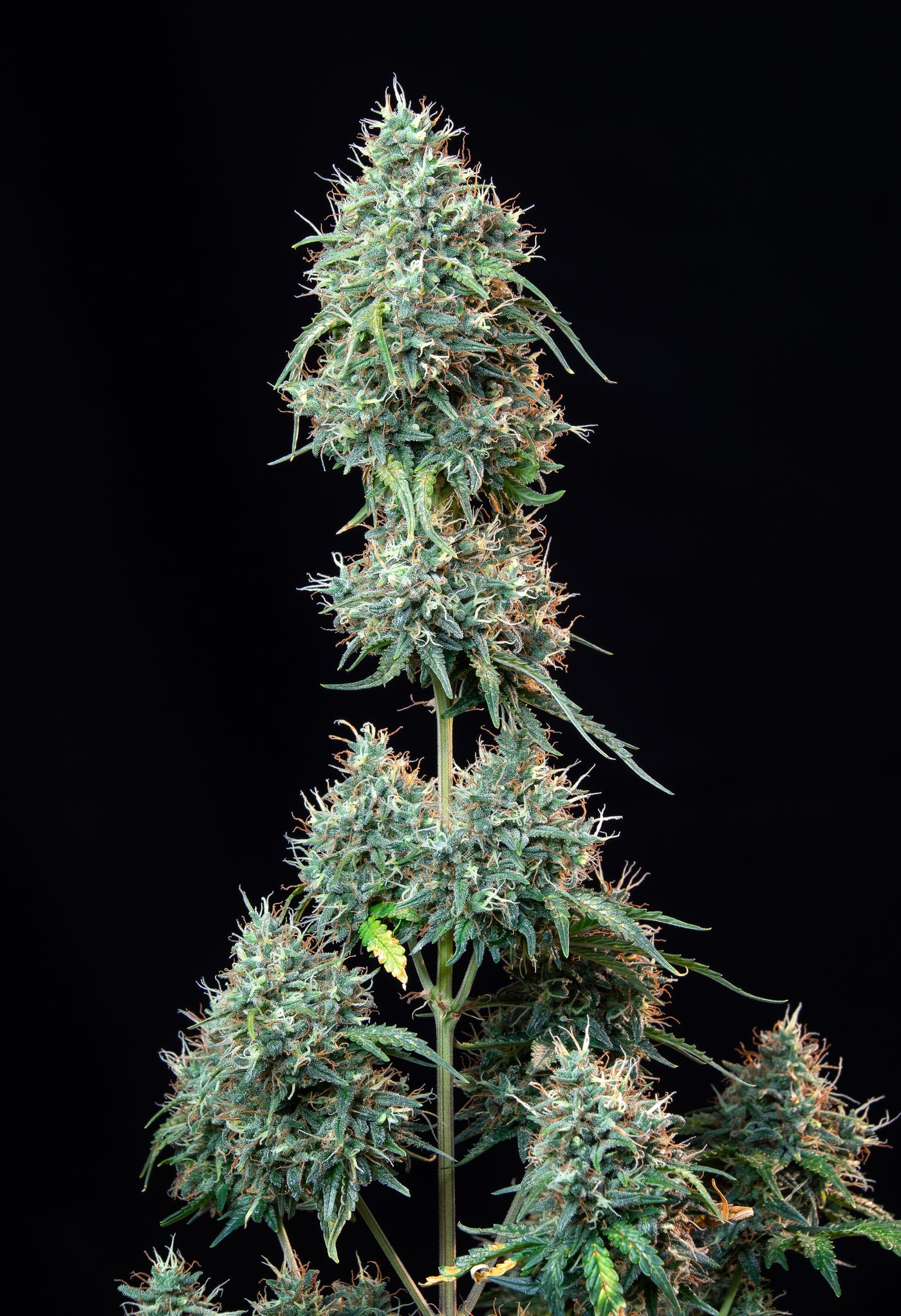 Cinderella Auto