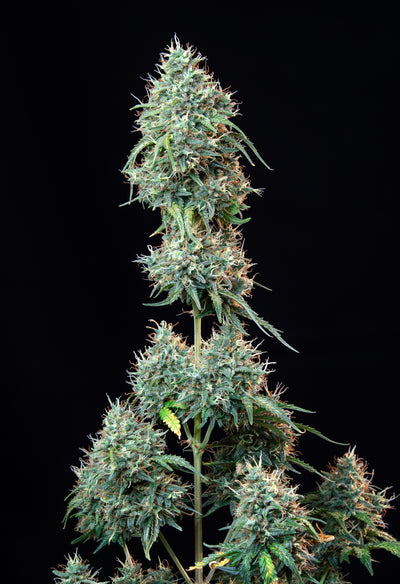 Cinderella Auto