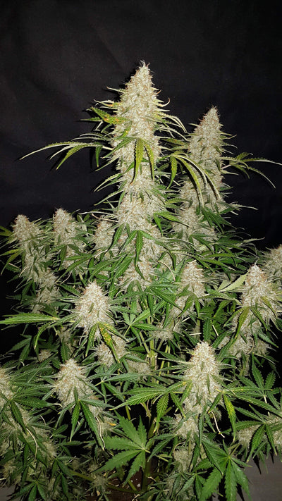 Jack Herer Auto