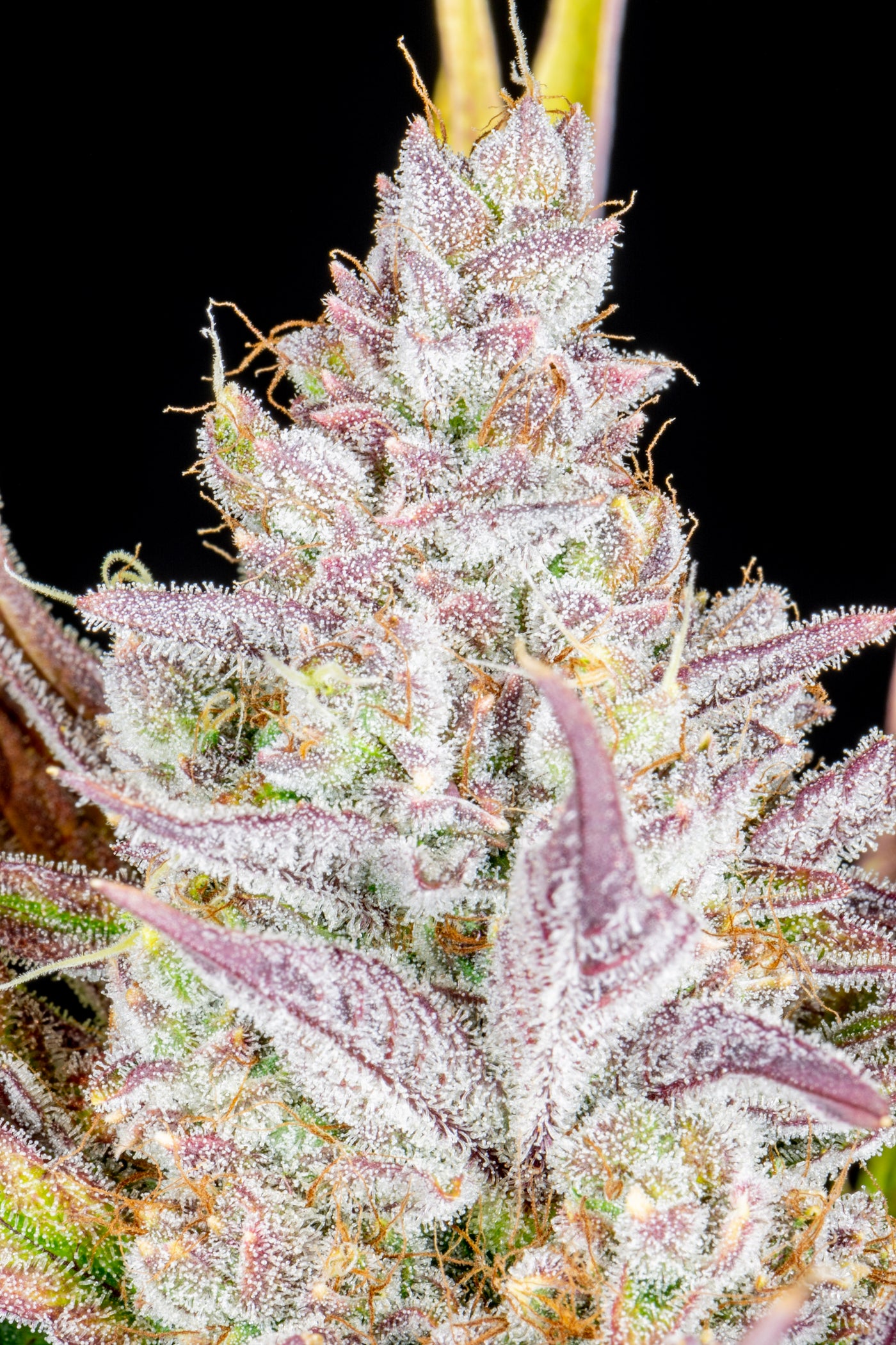 Wedding Glue