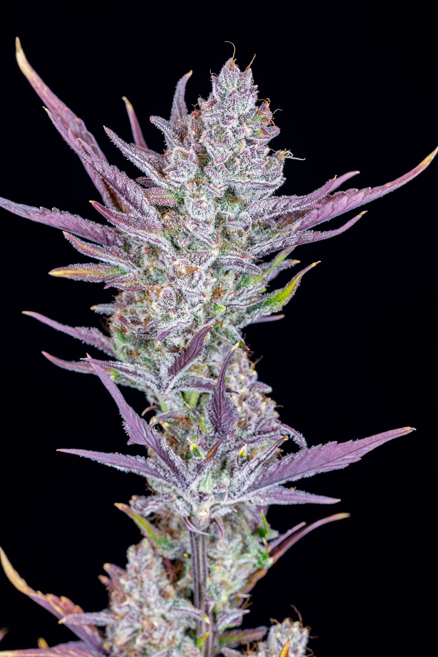 Wedding Glue