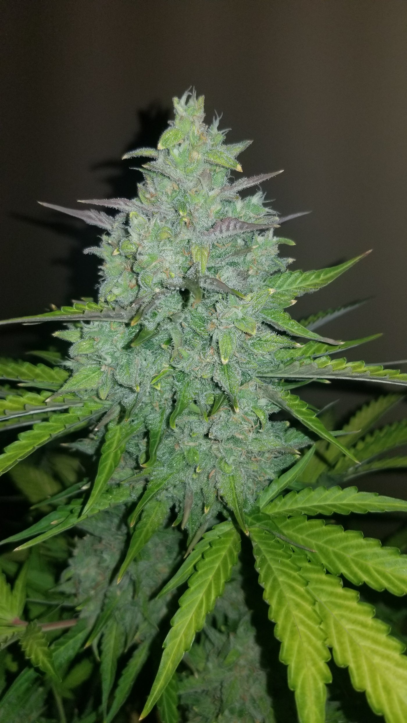 Cheese Auto
