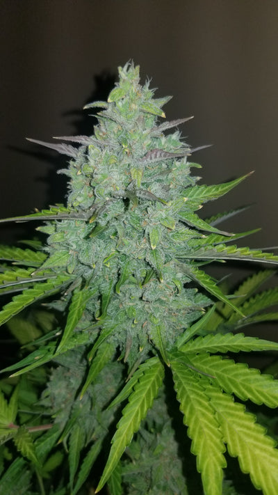 Cheese Auto