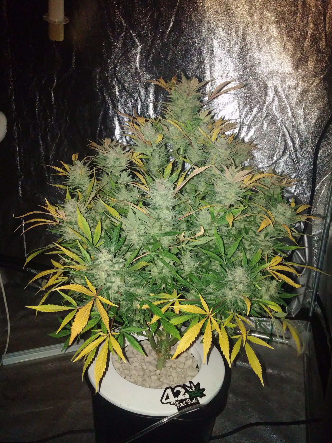 White Widow Auto