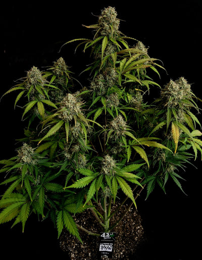Chemdawg Auto