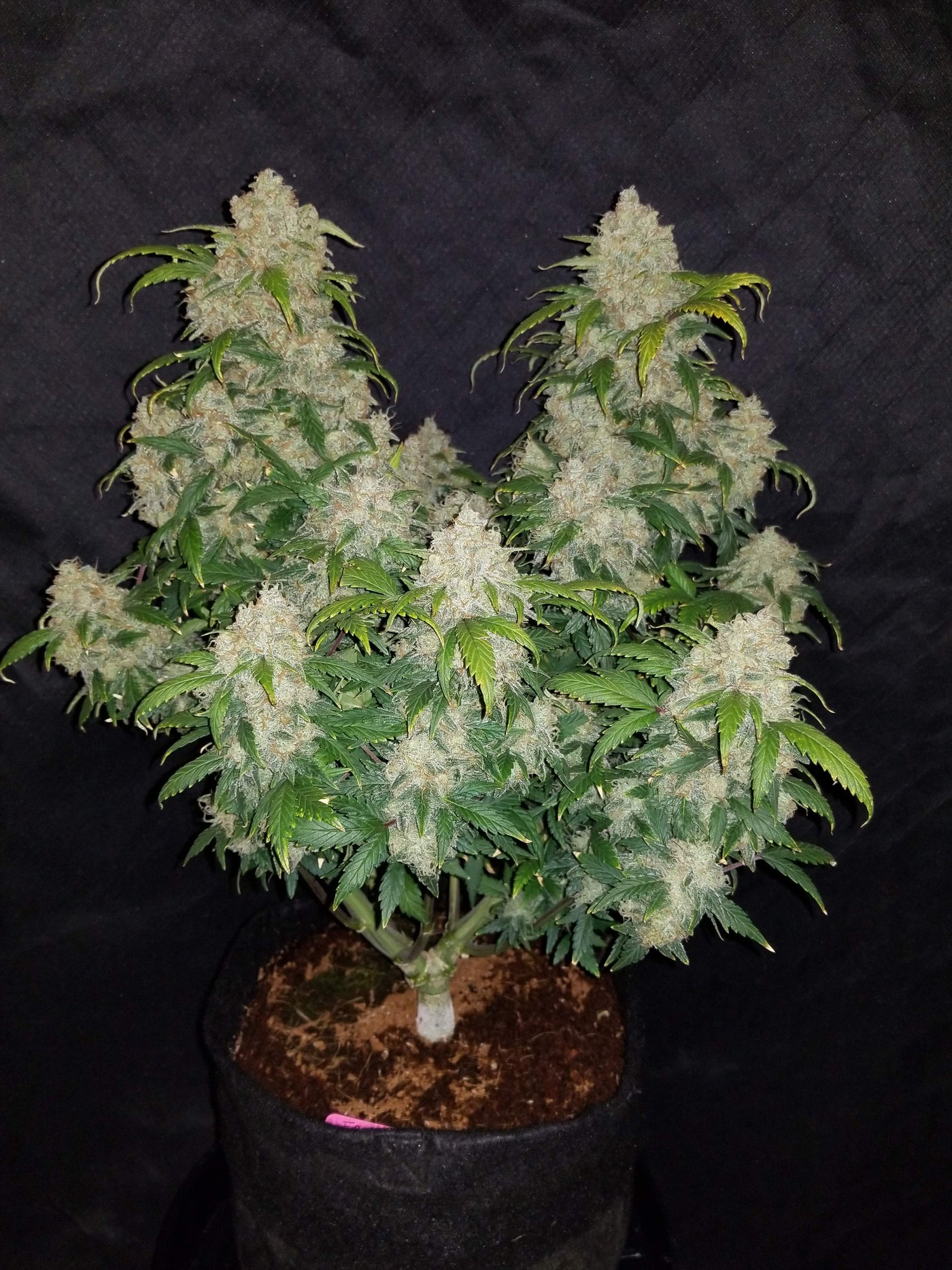 Zkittlez