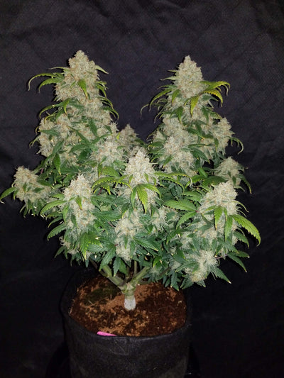 Zkittlez