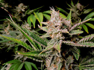 Cherry Cola