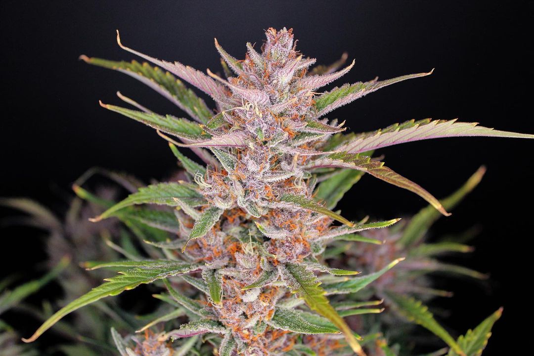 Gorilla Punch