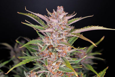 Gorilla Punch
