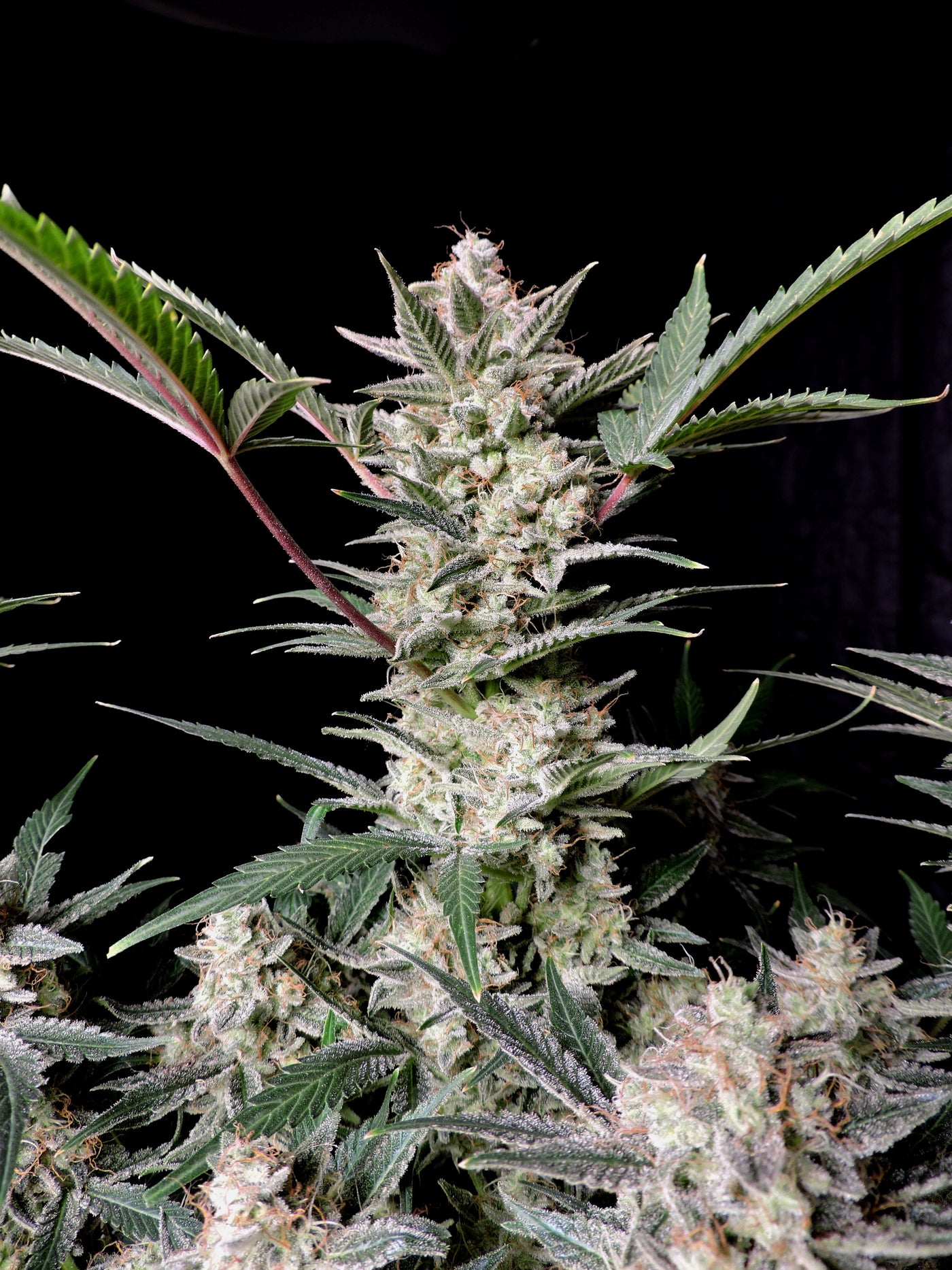 Strawberry Gorilla