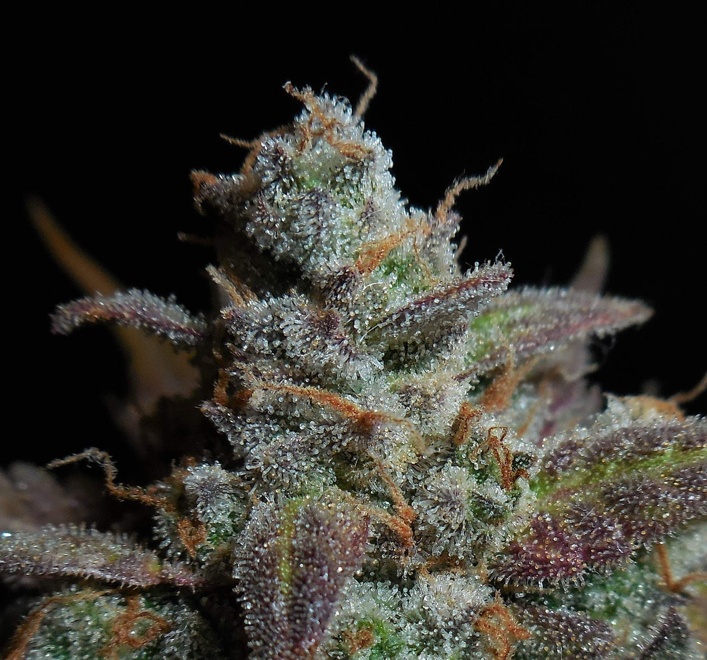 Lemon AK