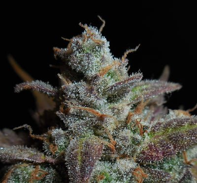 Lemon AK