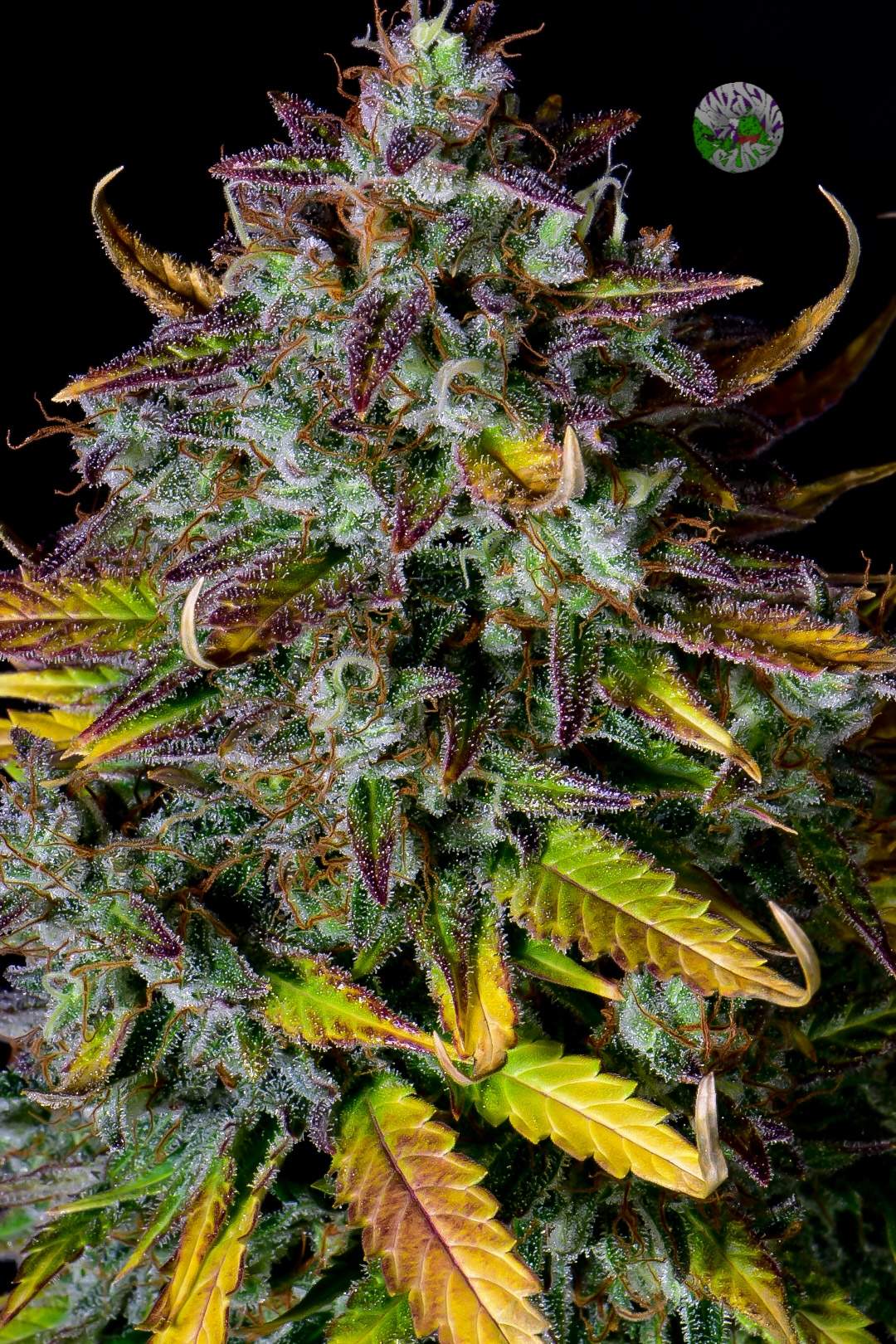 Pineapple Express