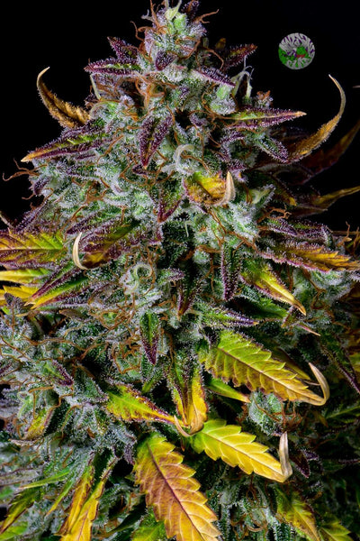 Pineapple Express