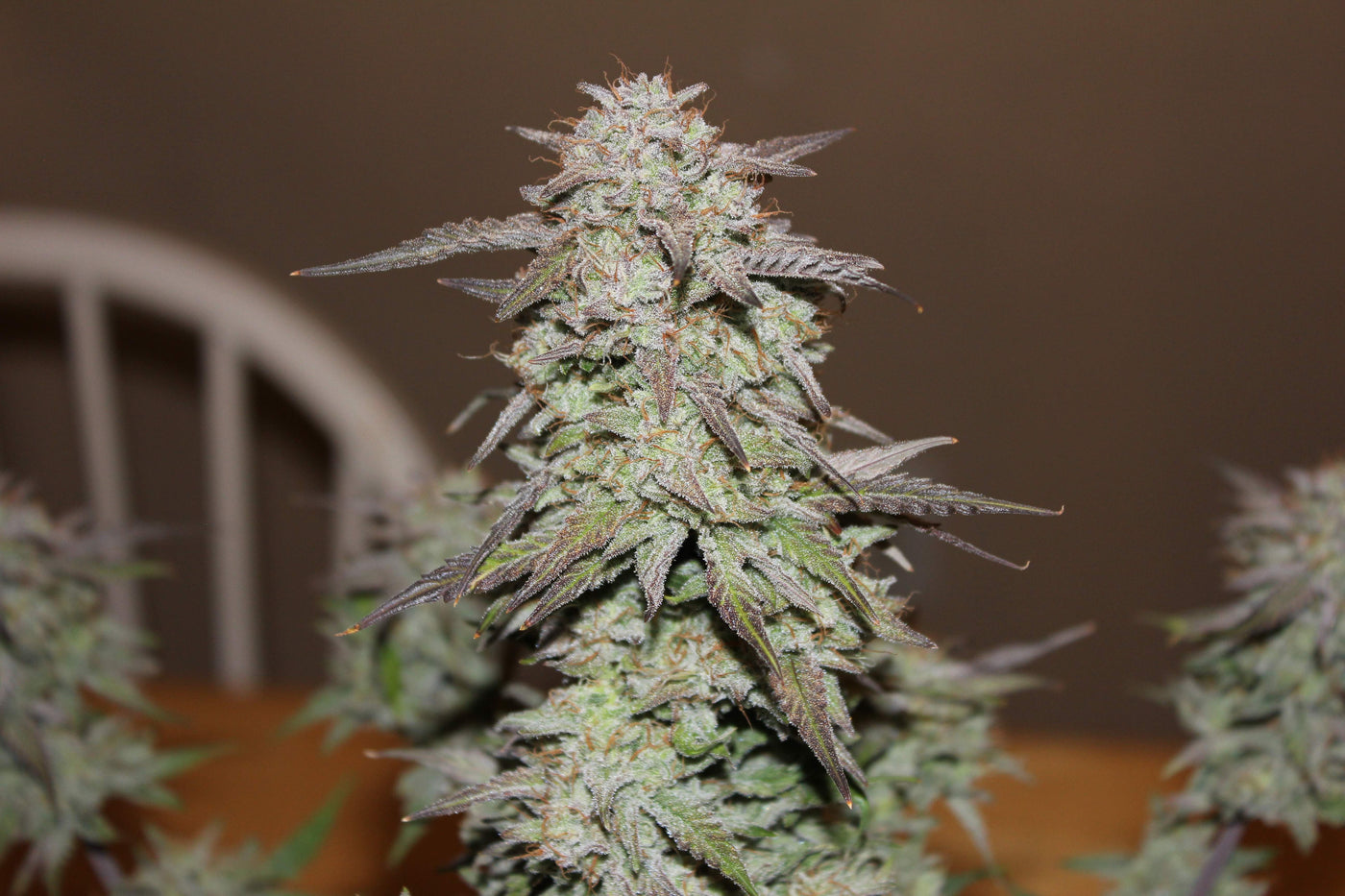 West Coast OG