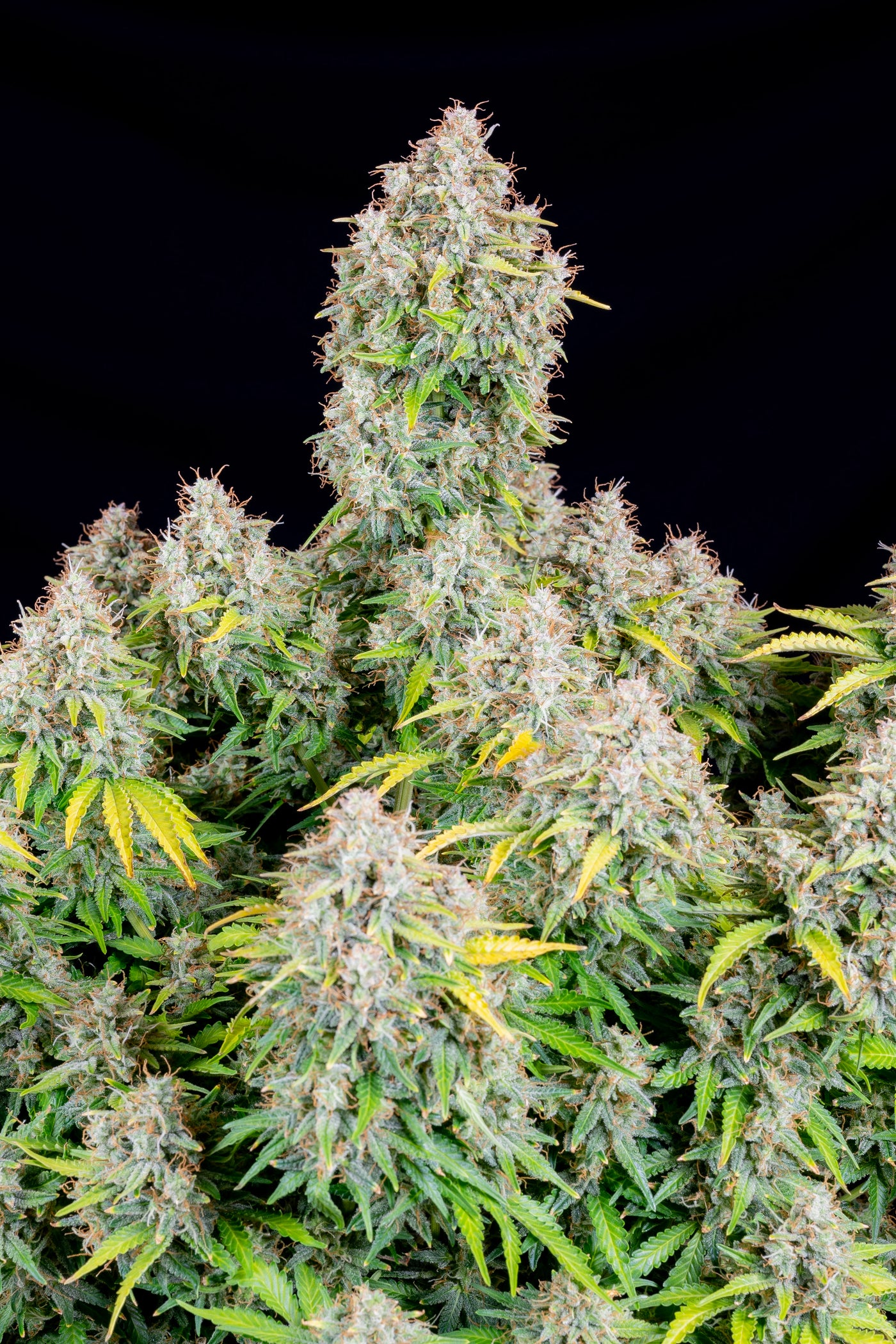 Cinderella Auto