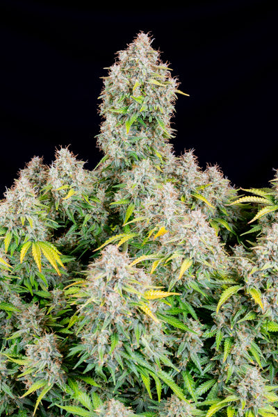 Cinderella Auto