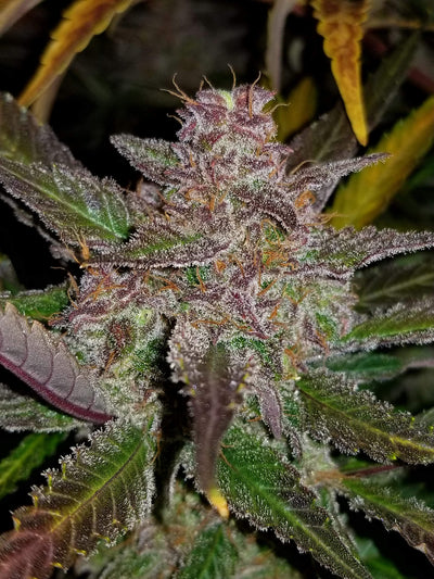 Cream Cookies