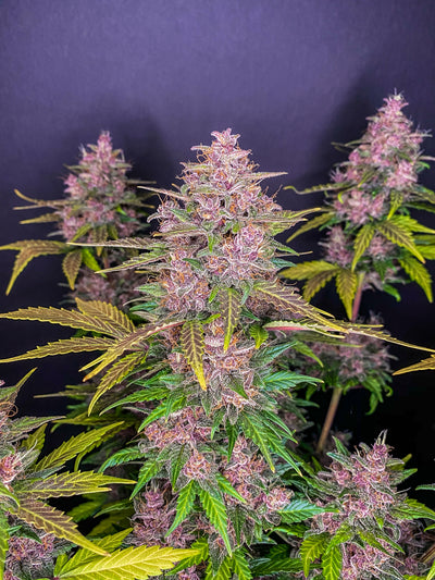 LSD-25
