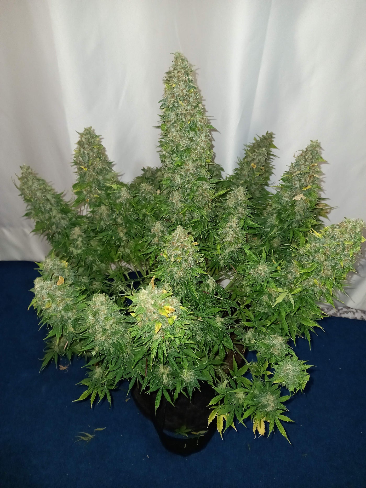Sour Diesel Auto