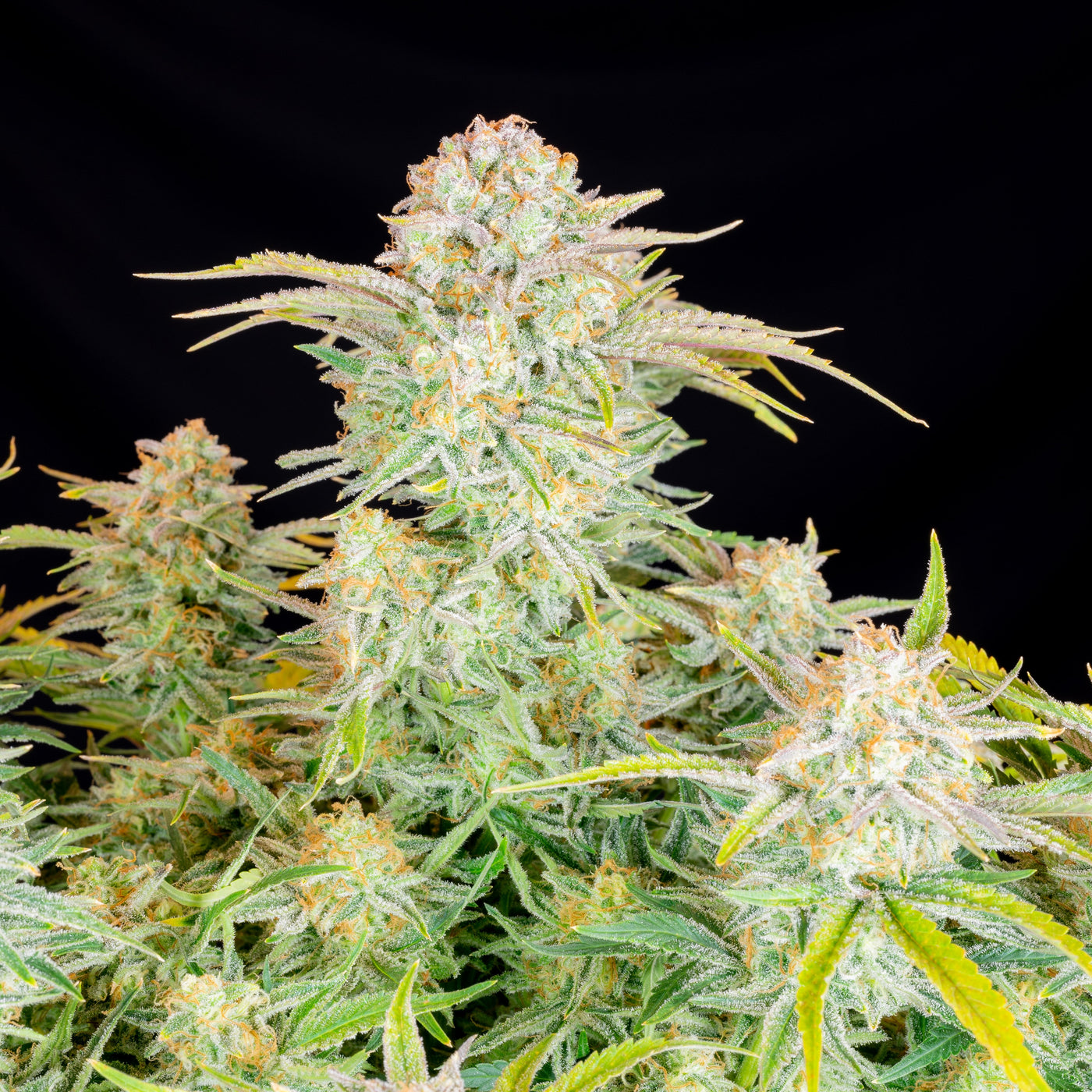Bruce Banner