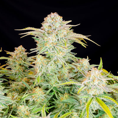 Bruce Banner