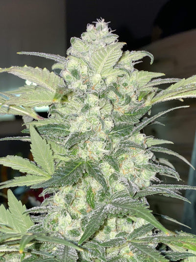 Bubblegum Auto