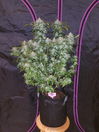 Tangie Matic
