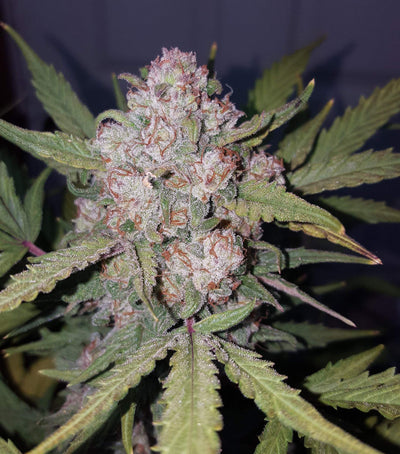 Stardawg