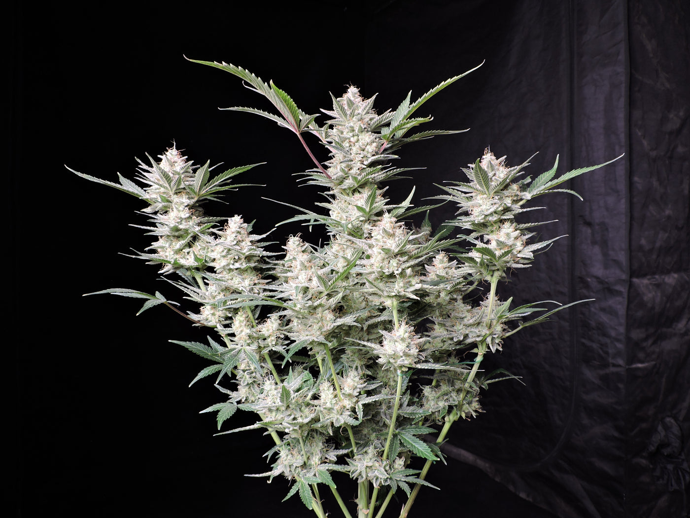Strawberry Gorilla